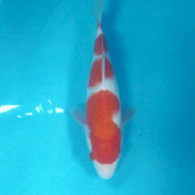 Kohaku, 27 cm