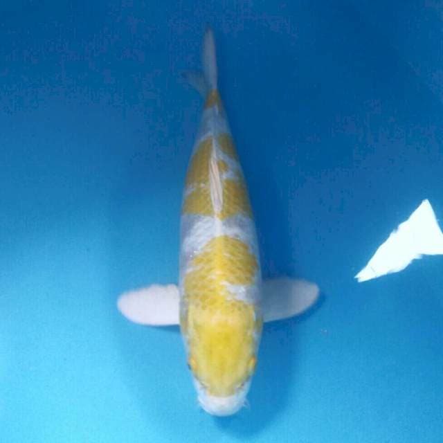 Hariwake, male 39 cm