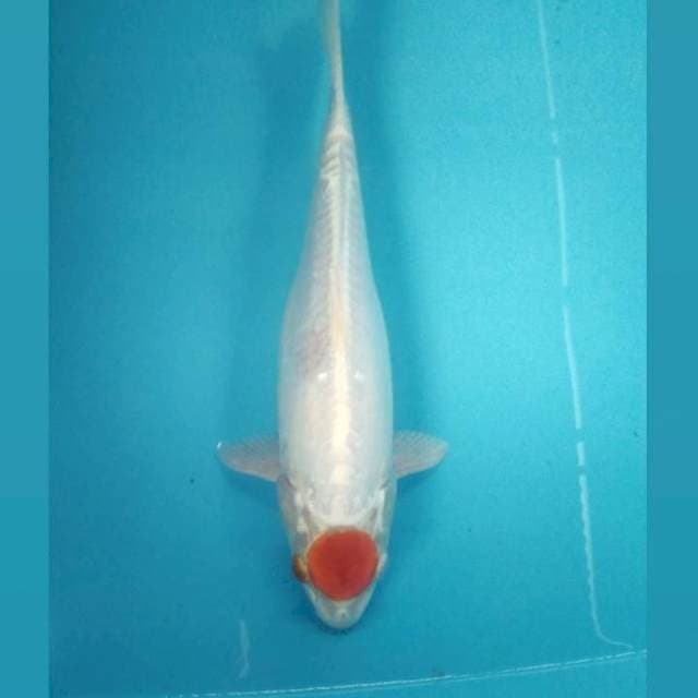Tancho Kikushui, 30 cm