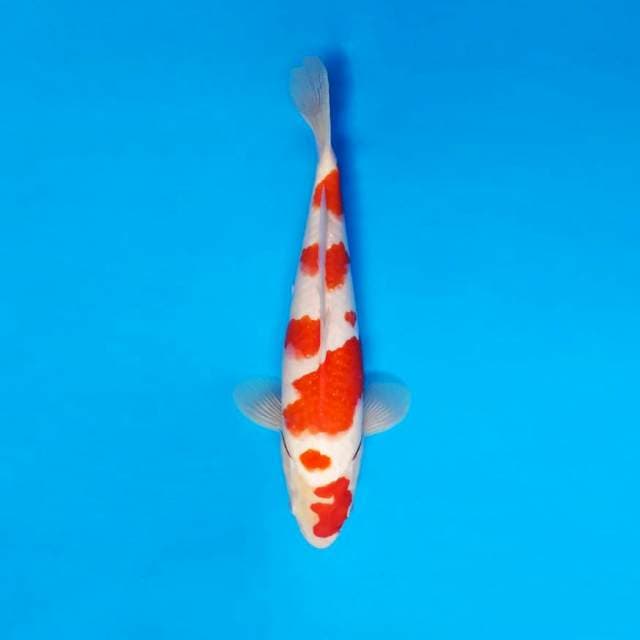 TORA 5 ~ KOHAKU ™