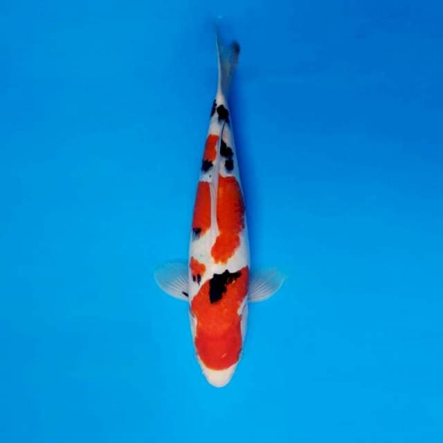 TORA 6 ~ TAISHO SANKE ™