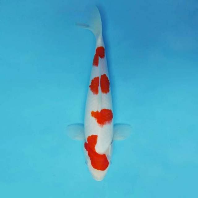 TORA 9 ~ KOHAKU 4 STEPS ™