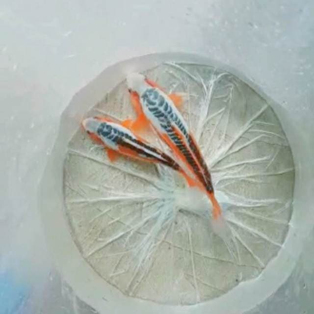 2 SQ SHUSUI 22,25cm