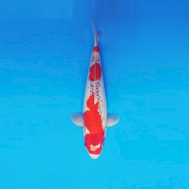 TORA 17 ~ GOSHIKI ™