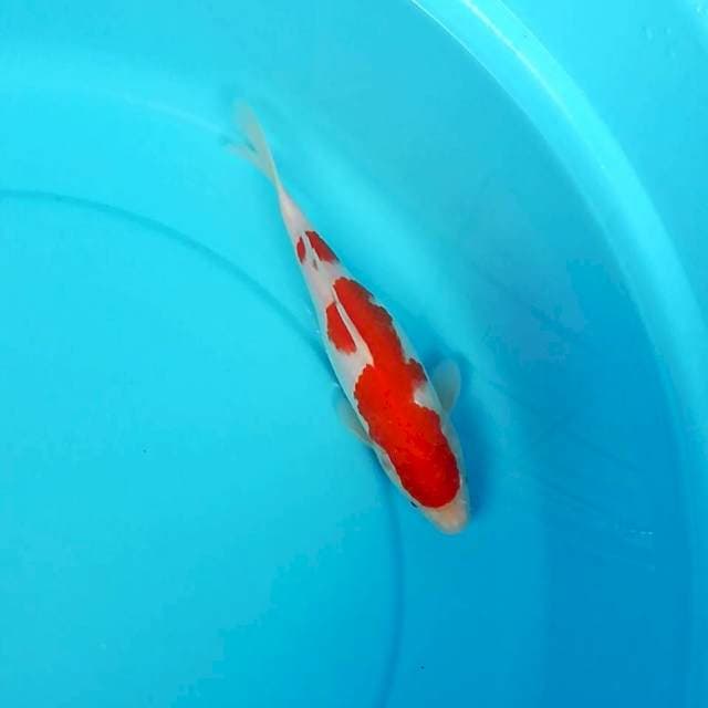 Kohaku