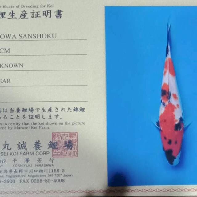 Showa bulky marusei farm import