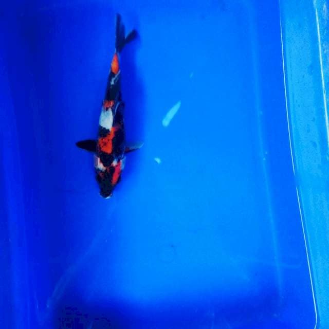 Showa SQ 18 cm