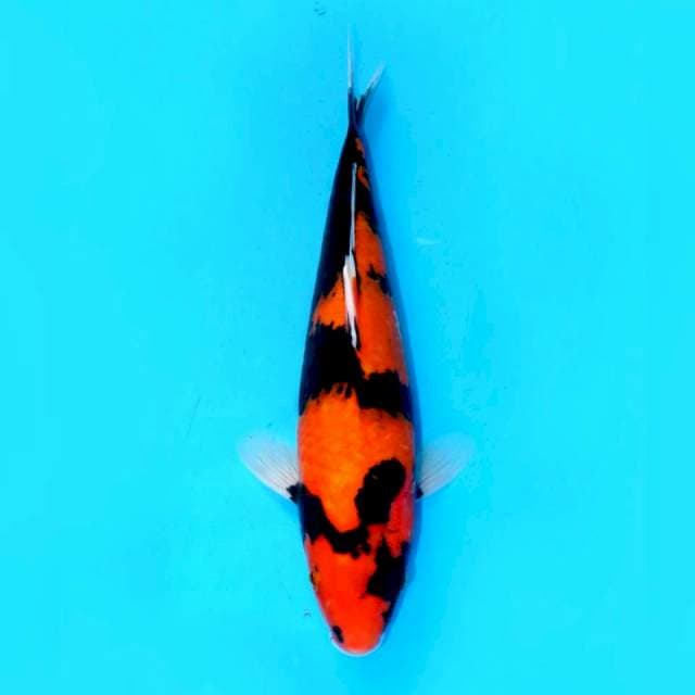SHOWA SUPER QUALITY 37cm