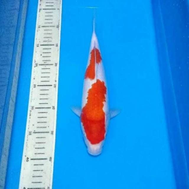 Kohaku nidan sip 35bu