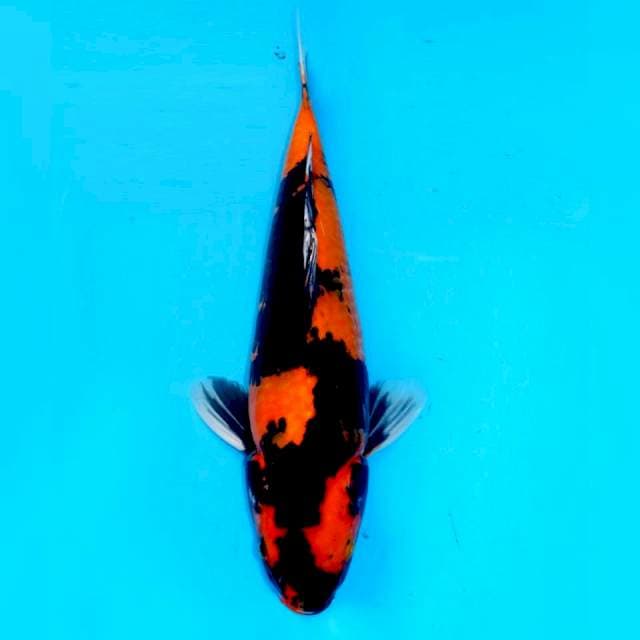 F1 - JUMBO SHOWA SQ 40CM