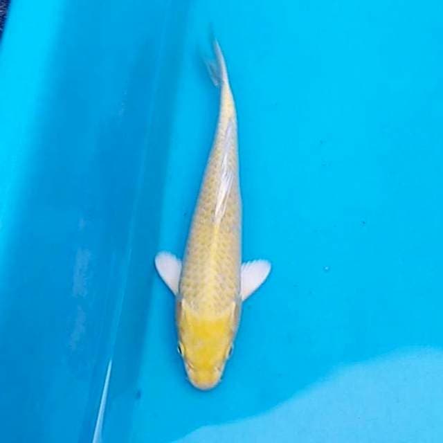 Yamabuki ogon