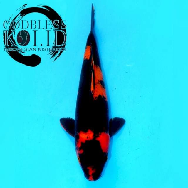 HI UTSURI JET BLACK HIGH QUALITY, SUPER RED (31cm male)