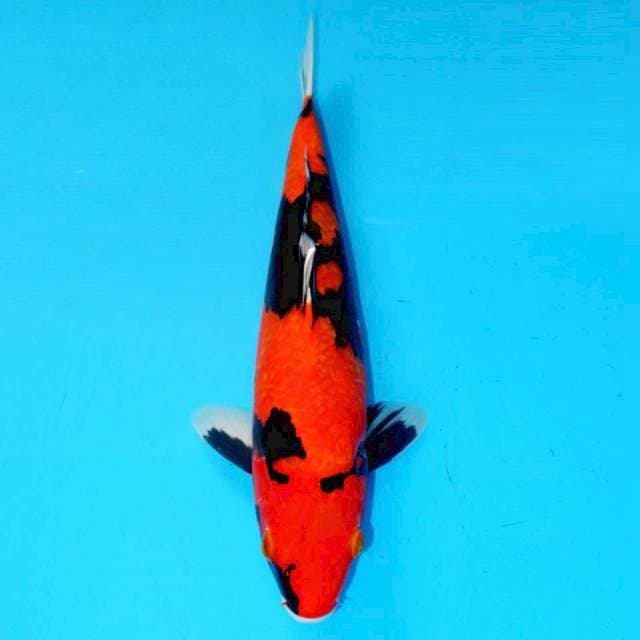 Showa Sanshoku SQ - 36cm