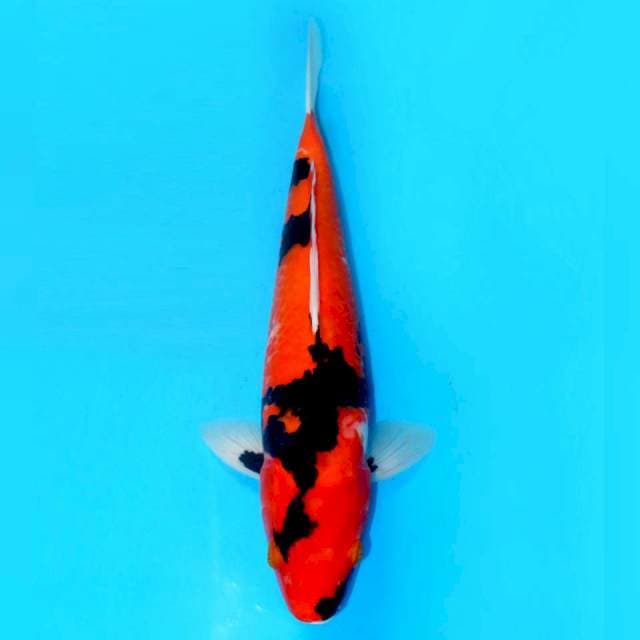 (Amaterasu) Showa Sanshoku Motogoro -35cm