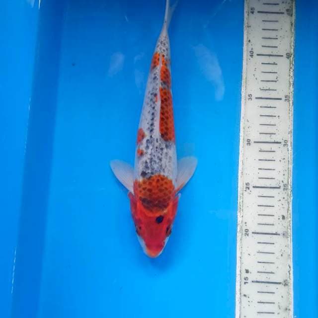 Goshiki 29 cm