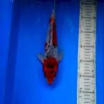 Goshiki 29 cm