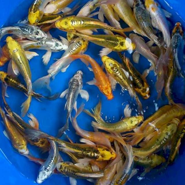 Sk 40ekor kumpai mix