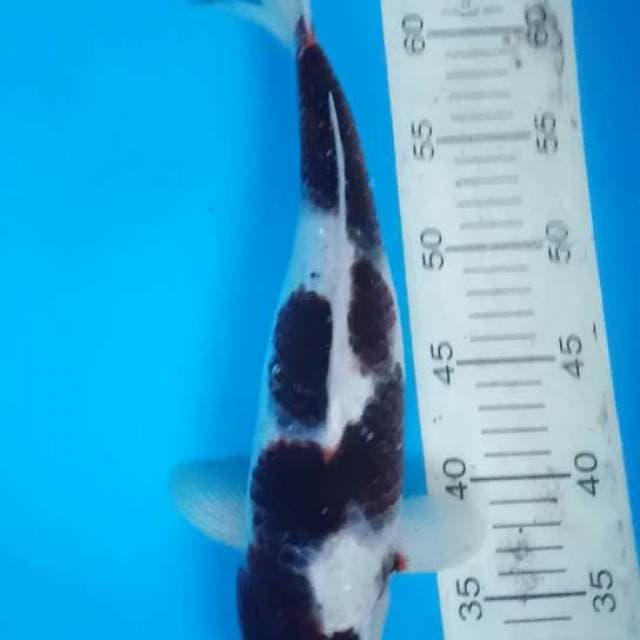 BUDO GOROMO 36 Cm.... FREE ONGKIR
