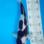BUDO GOROMO 36 Cm.... FREE ONGKIR