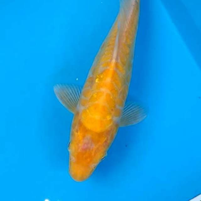 Antique Mata Merah