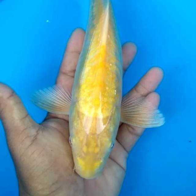 Aragoke Mata Merah