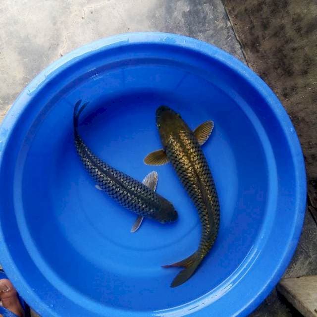 31&37cm ginrin 