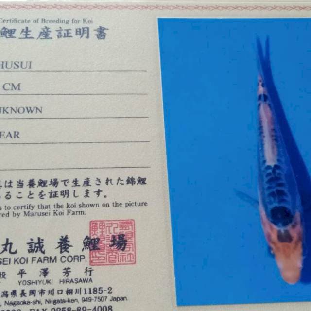 Shusui new tosai marusei farm import