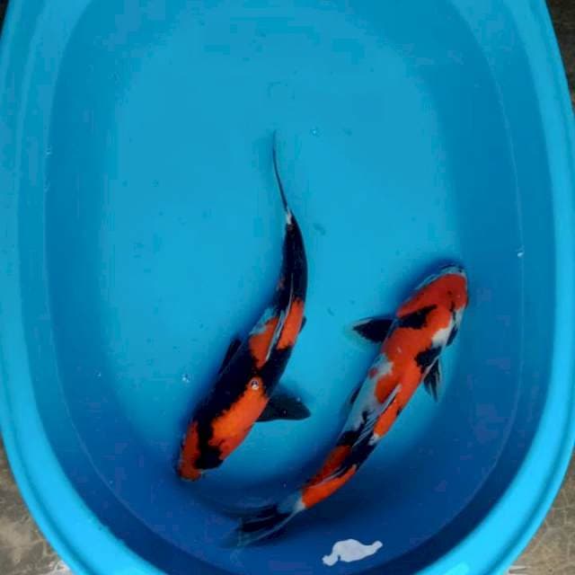 SHOWA