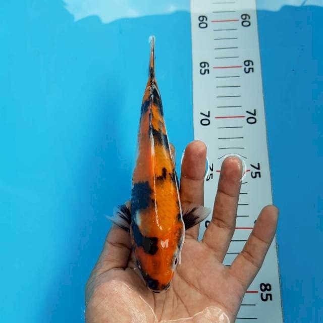 Hi showa*19cm joss