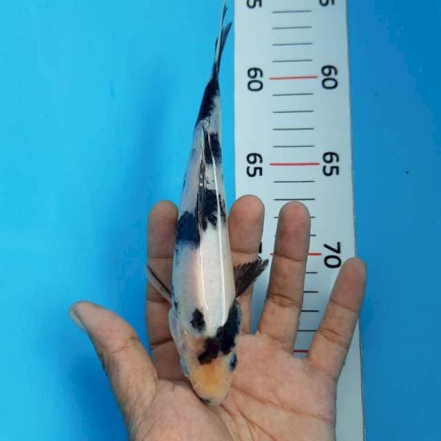 Shiro*18cm
