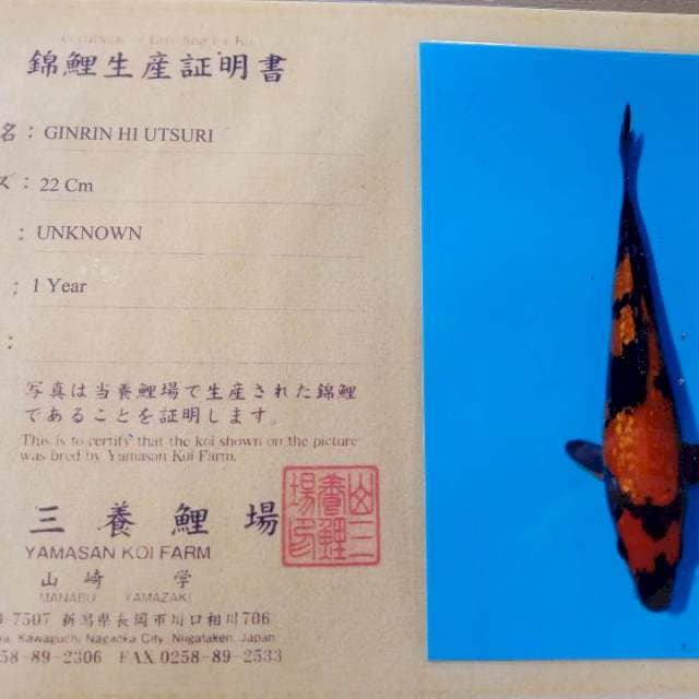 Gindrin hi utsuri import yamasan farm