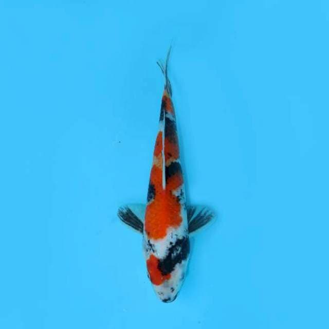 SHOWA SANSOKU 25 CM MALE
