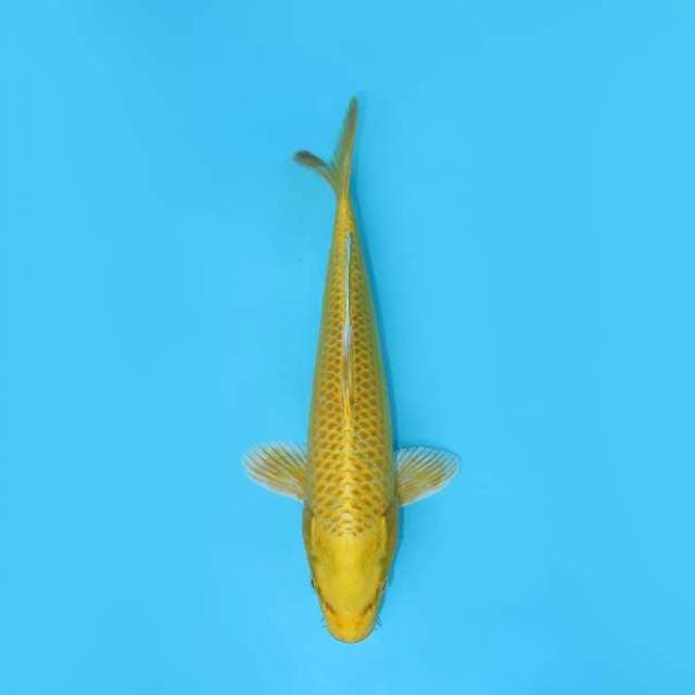 OGON YELLOW STRONG 26 CM MALE