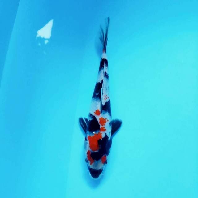 Glass Kanoko Showa 19