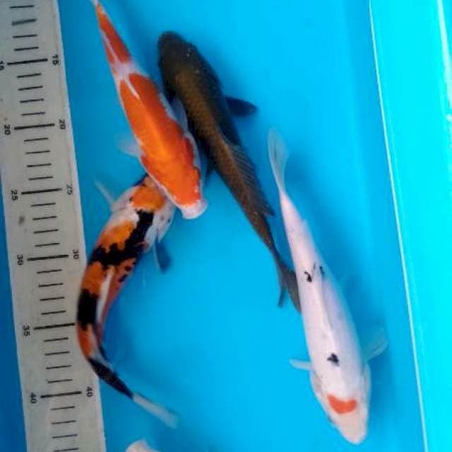 Mix -+22cm