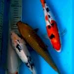 Mix jhos 30cm