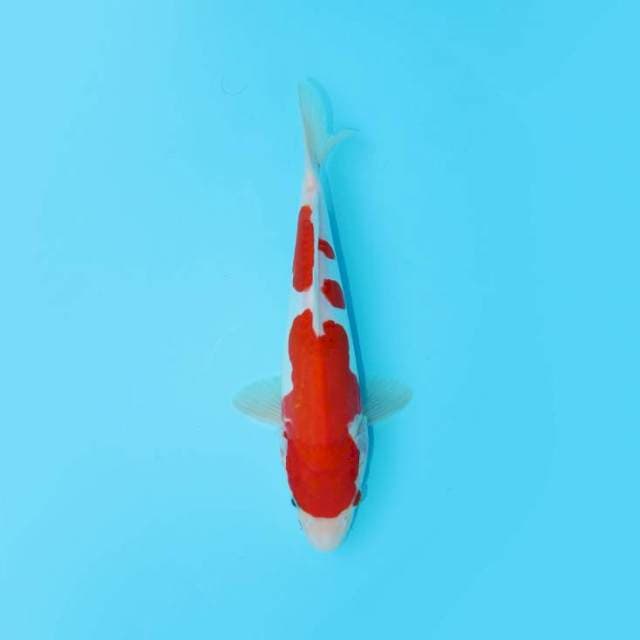 DOITSU KOHAKU 26 CM FEMALE