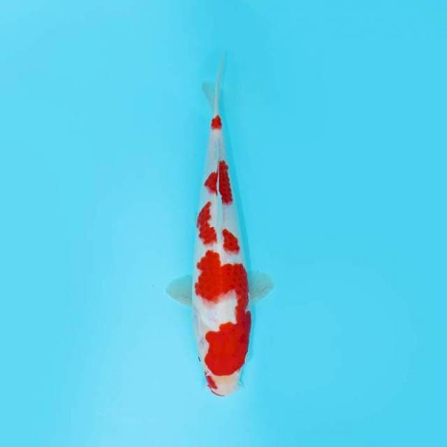 KOHAKU 27 CM FEMALE 