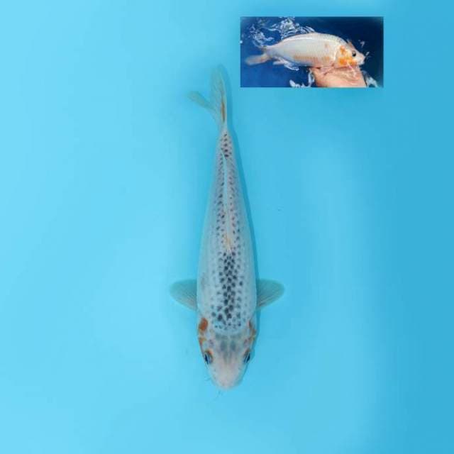 ASAGI 27 CM FEMALE