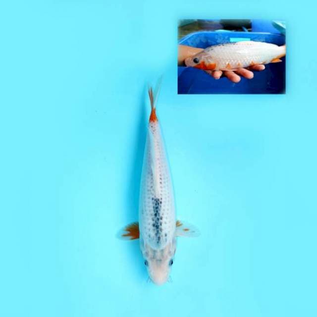 ASAGI 29 CM FEMALE