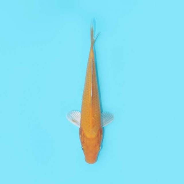 ORENJI OGON 22 CM MALE