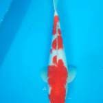 MALE KOHAKU 34 Cm...FREE ONGKIR