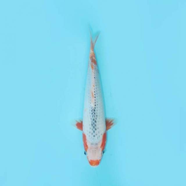 ASAGI 26 CM MALE