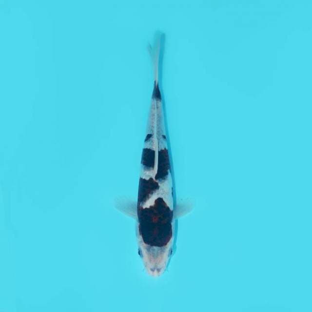 BUDO GOROMO 23 CM FEMALE