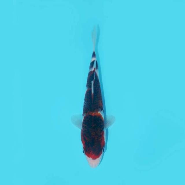 BUDO GOROMO 23 CM FEMALE