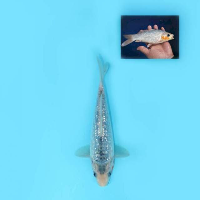 ASAGI GINRIN 21 CM FEMALE