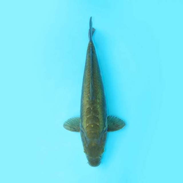 KAWARIMONO SISIK NAGA 38 CM FEMALE