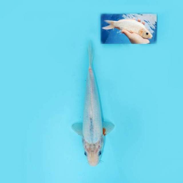 ASAGI 26 CM MALE