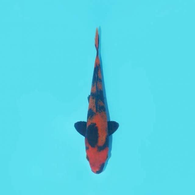 HI UTSURI HIGHT QUALITY 20 CM FEMALE