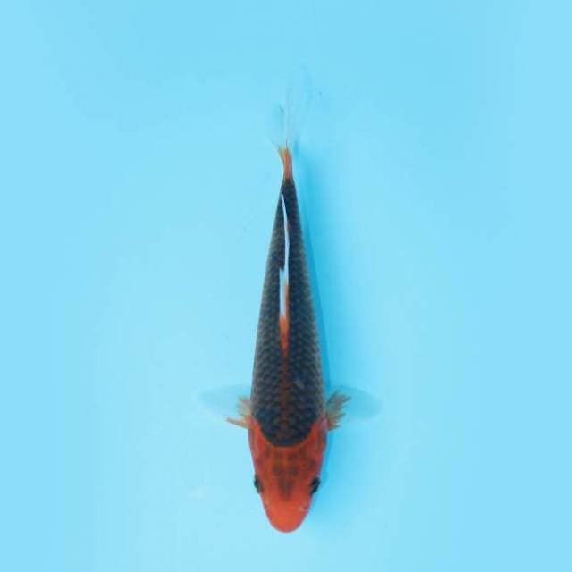 AKA MATSUBA 22 CM MALE